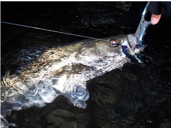 22 MORETHAN BRANZINO EX AGS